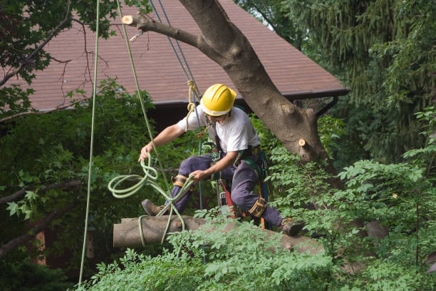 Bayou Country Clu, LA Tree Services Company